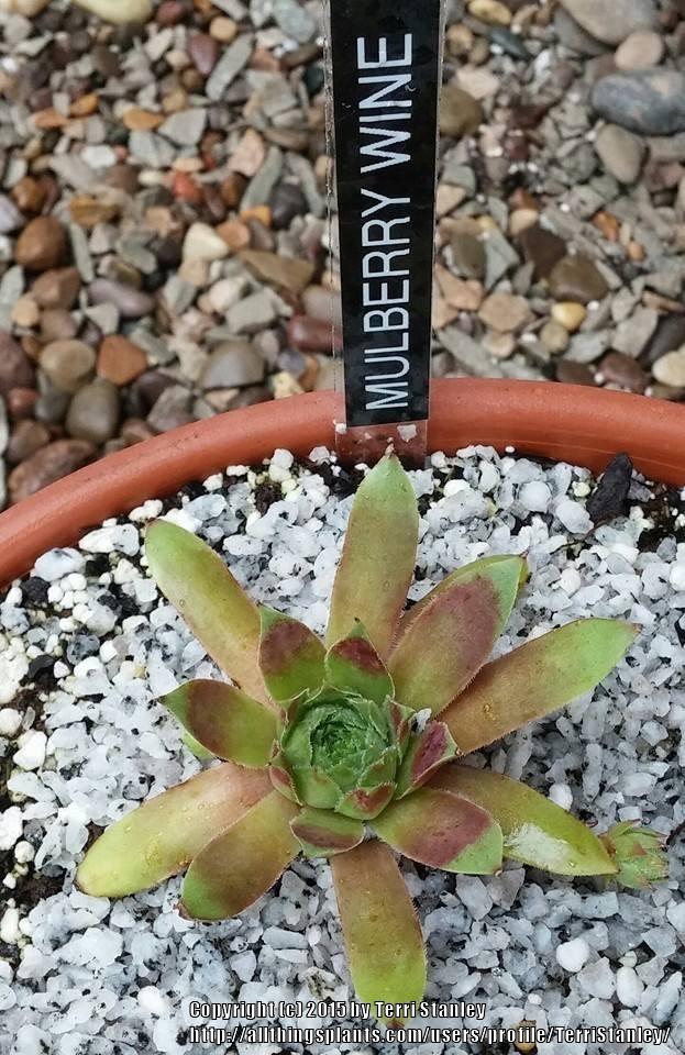 Photo of Hen and Chicks (Sempervivum 'Mulberry Wine') uploaded by TerriStanley