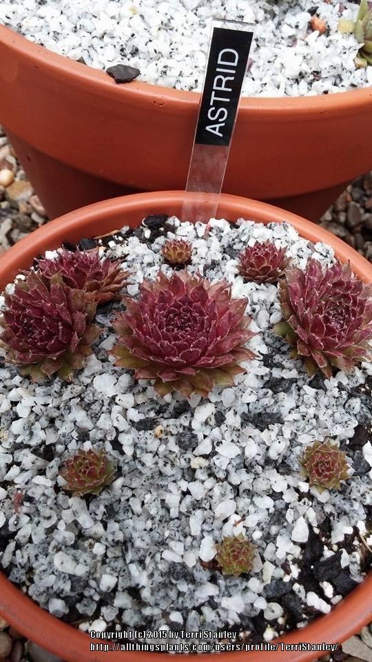 Photo of Hen and Chicks (Sempervivum 'Astrid') uploaded by TerriStanley
