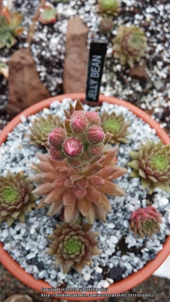 Photo of Hen and Chicks (Sempervivum 'Jelly Bean') uploaded by TerriStanley