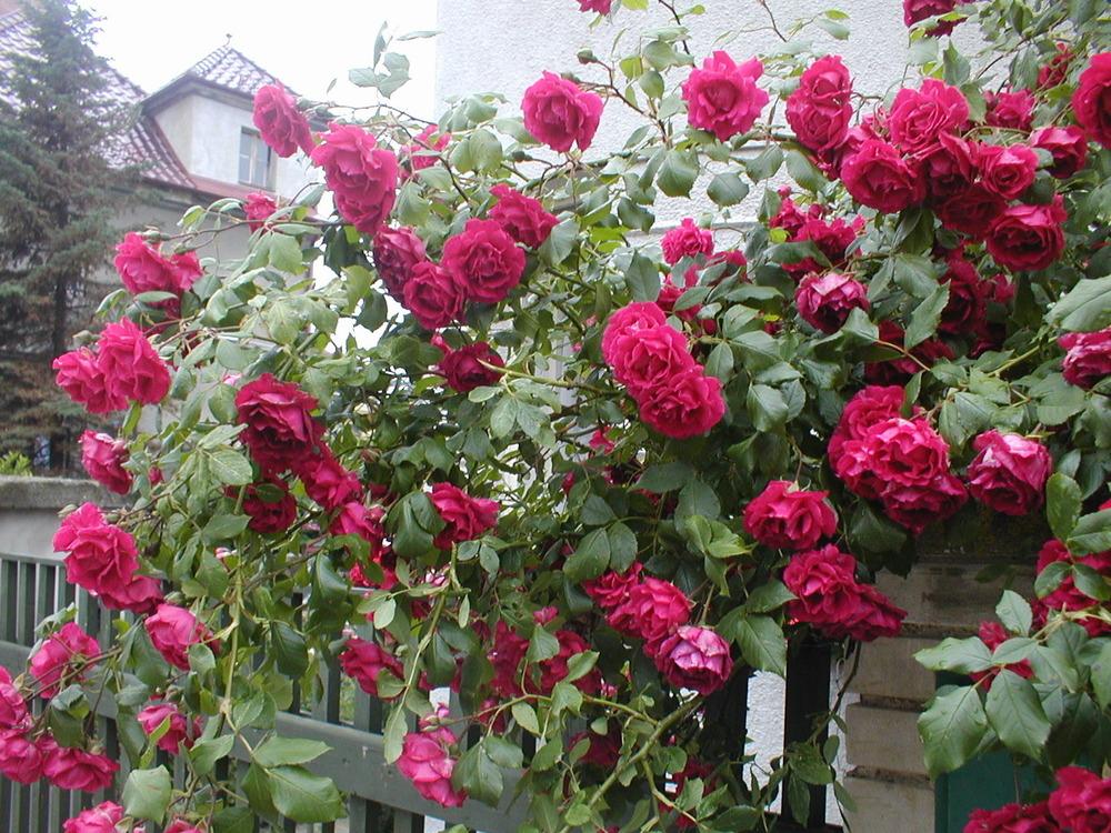 Photo of Roses (Rosa) uploaded by admin