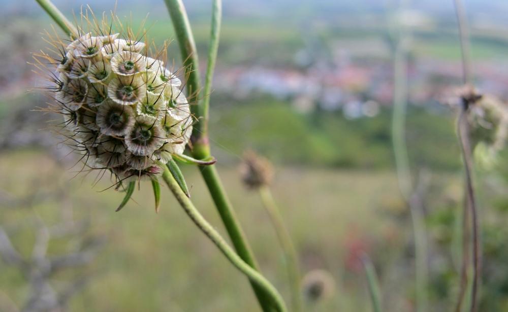 Photo of Pincushion Flower (Lomelosia stellata) uploaded by admin