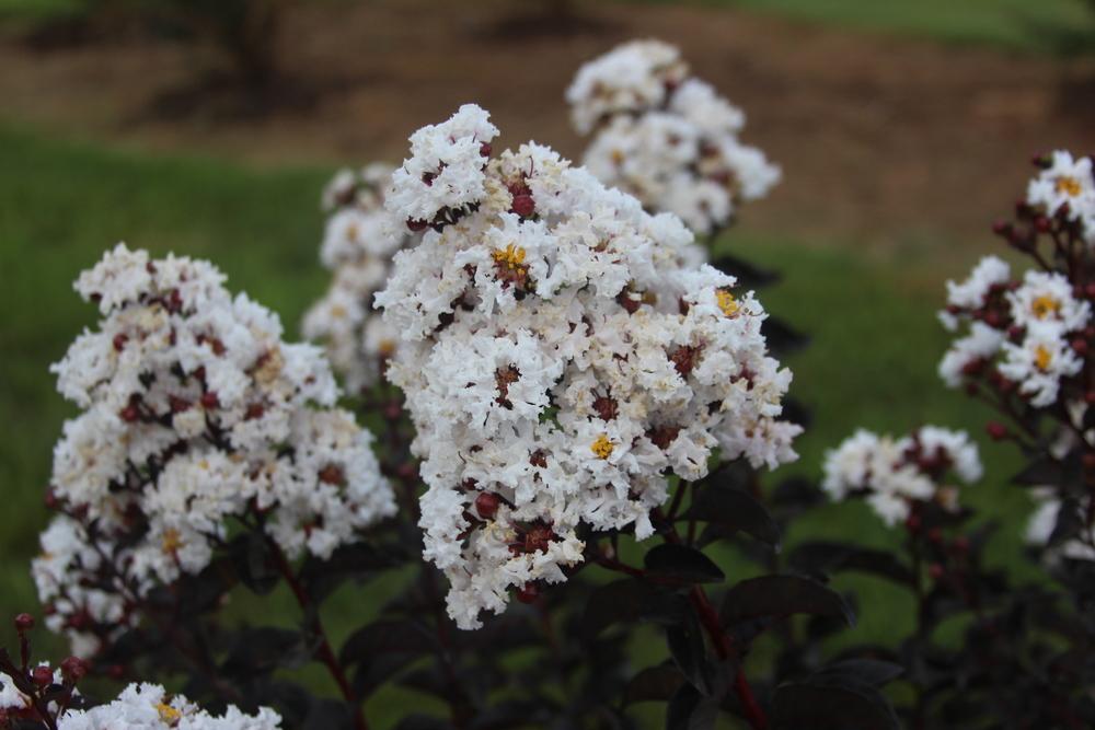 Photo of Crepe Myrtle (Lagerstroemia 'Ebony and Ivory') uploaded by dave