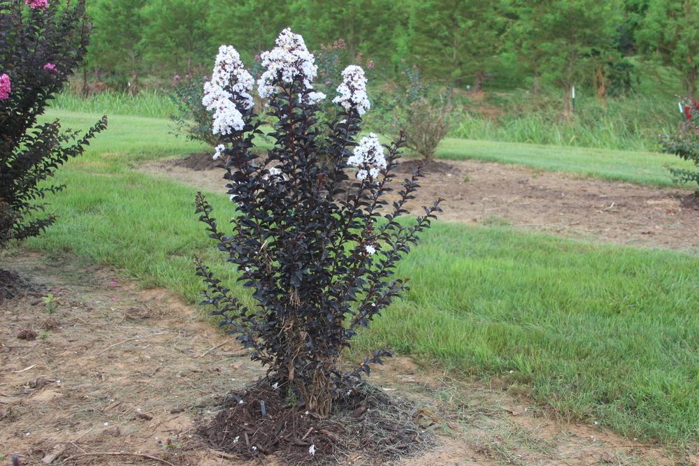 Photo of Crepe Myrtle (Lagerstroemia 'Ebony and Ivory') uploaded by dave