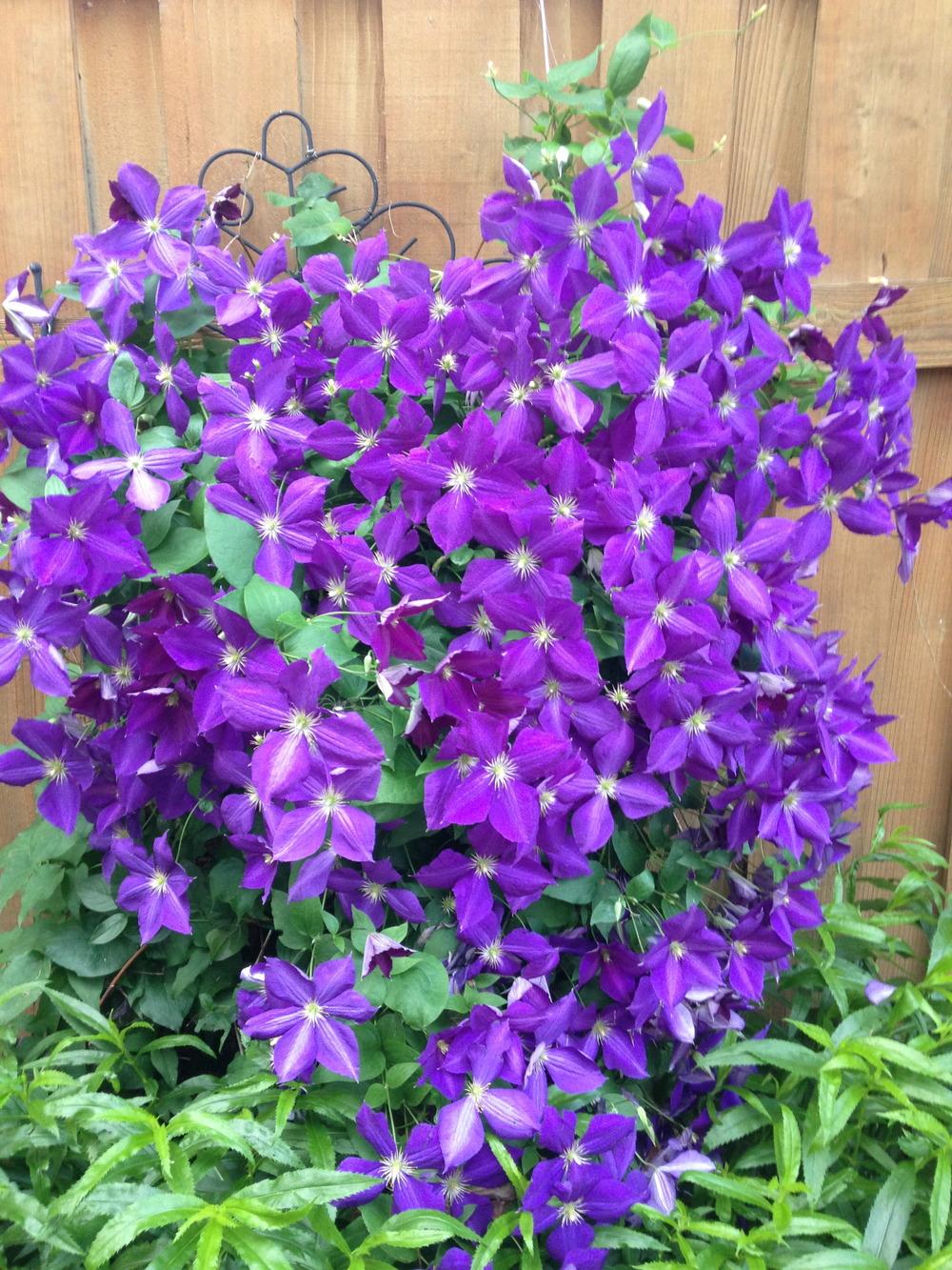 Photo of Clematis 'Jackmanii' uploaded by nben