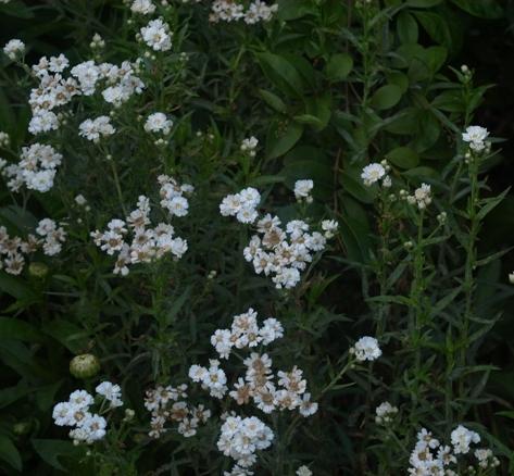 Photo of Yarrow (Achillea ptarmica 'The Pearl') uploaded by plantrob
