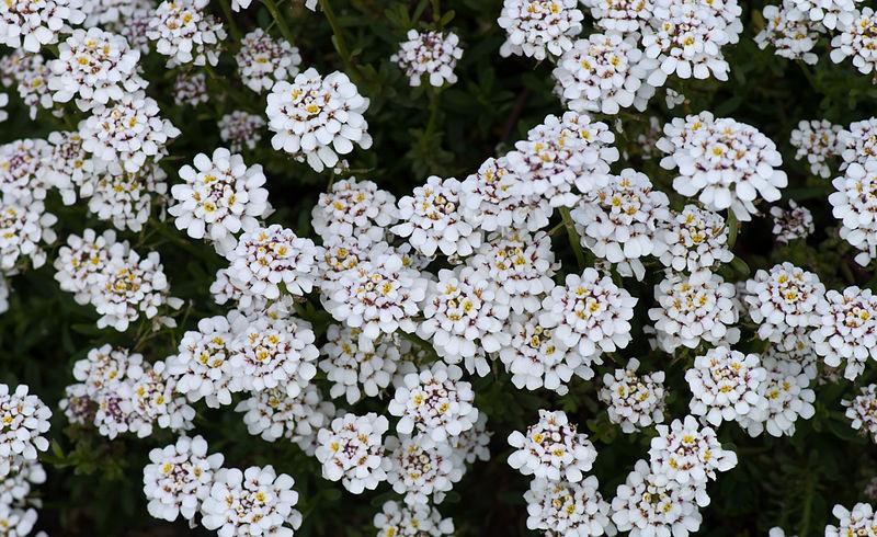 Photo of Evergreen Candytuft (Iberis sempervirens) uploaded by robertduval14
