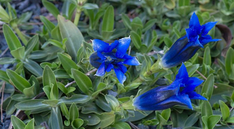 Photo of Gentiana occidentalis uploaded by robertduval14