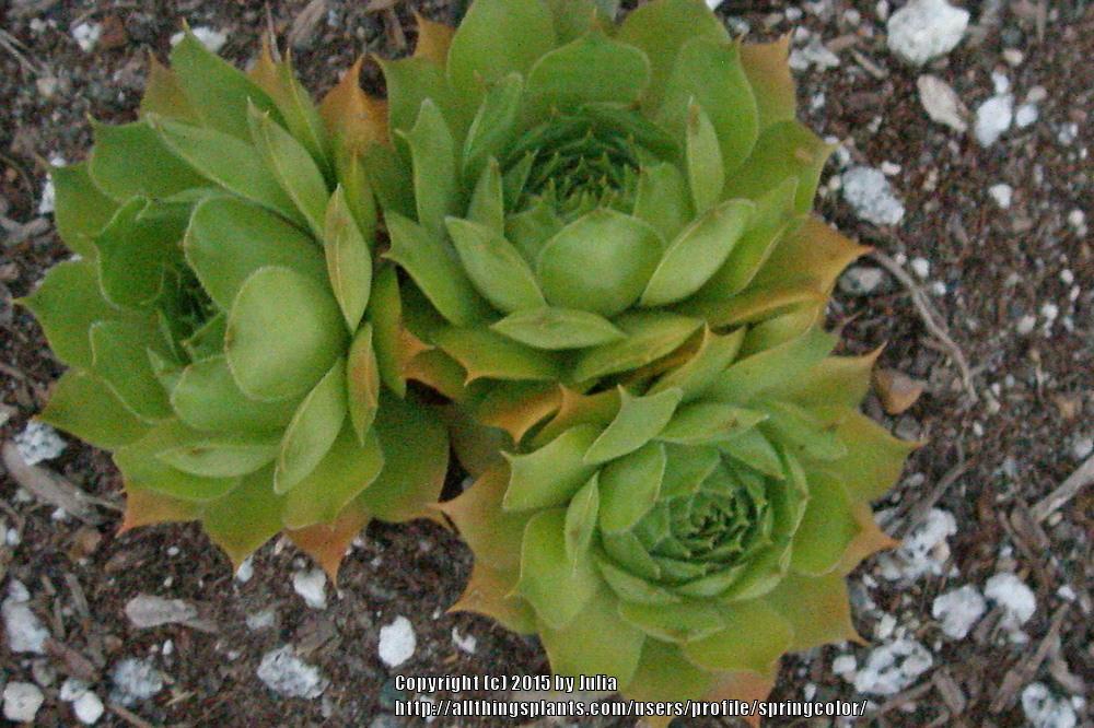 Photo of Hen and Chicks (Sempervivum 'Emerald Giant') uploaded by springcolor