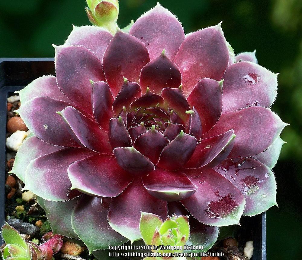 Photo of Hen and Chicks (Sempervivum 'Picasso') uploaded by turini