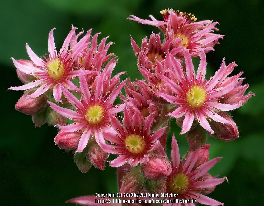 Photo of Hen and Chicks (Sempervivum 'Pacific Blazing Star') uploaded by turini