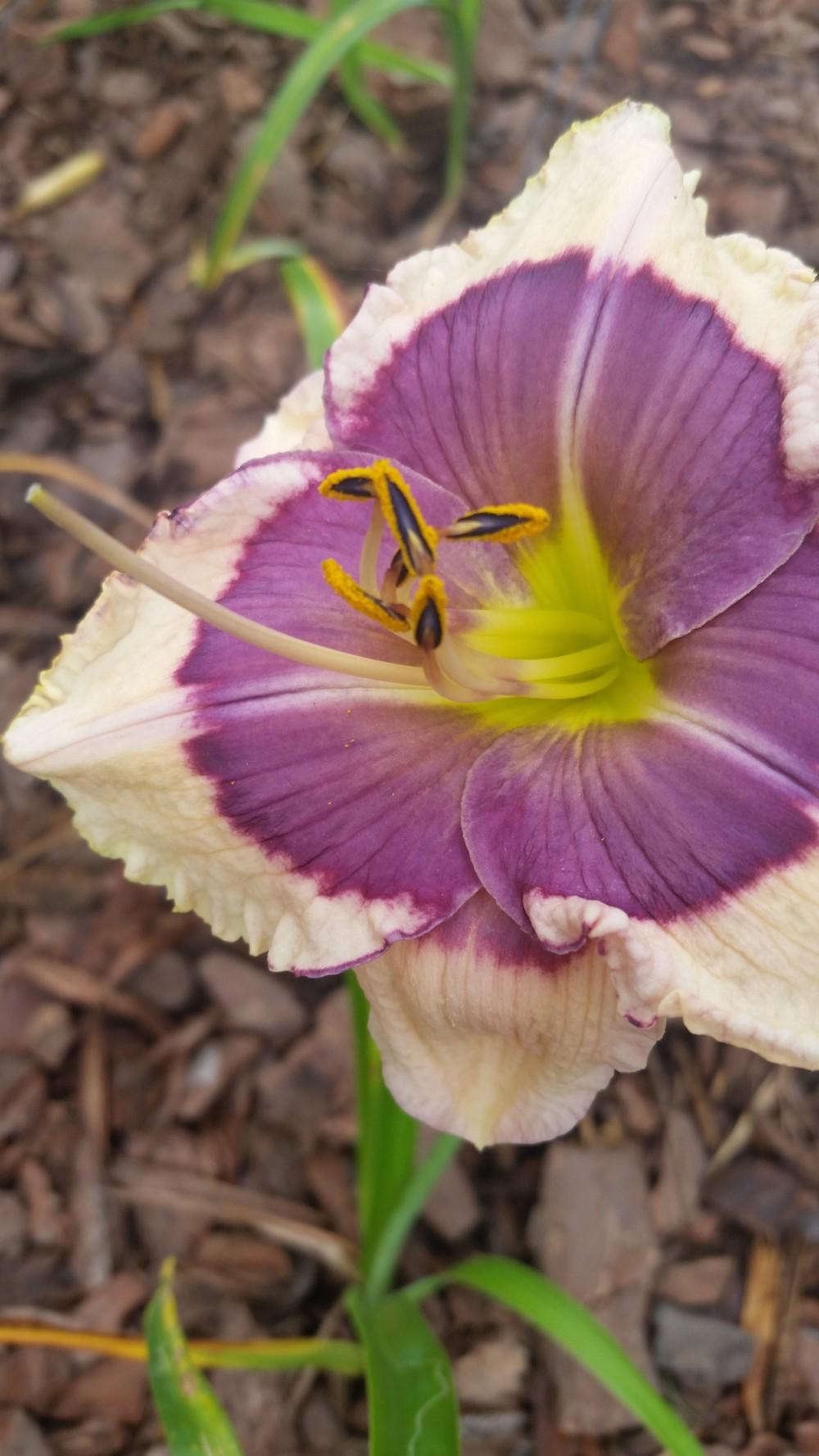 Photo of Daylily (Hemerocallis 'Big Eyed Butterfly') uploaded by value4dollars