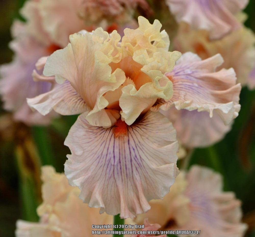 Photo of Tall Bearded Iris (Iris 'Are We in Love') uploaded by ARUBA1334