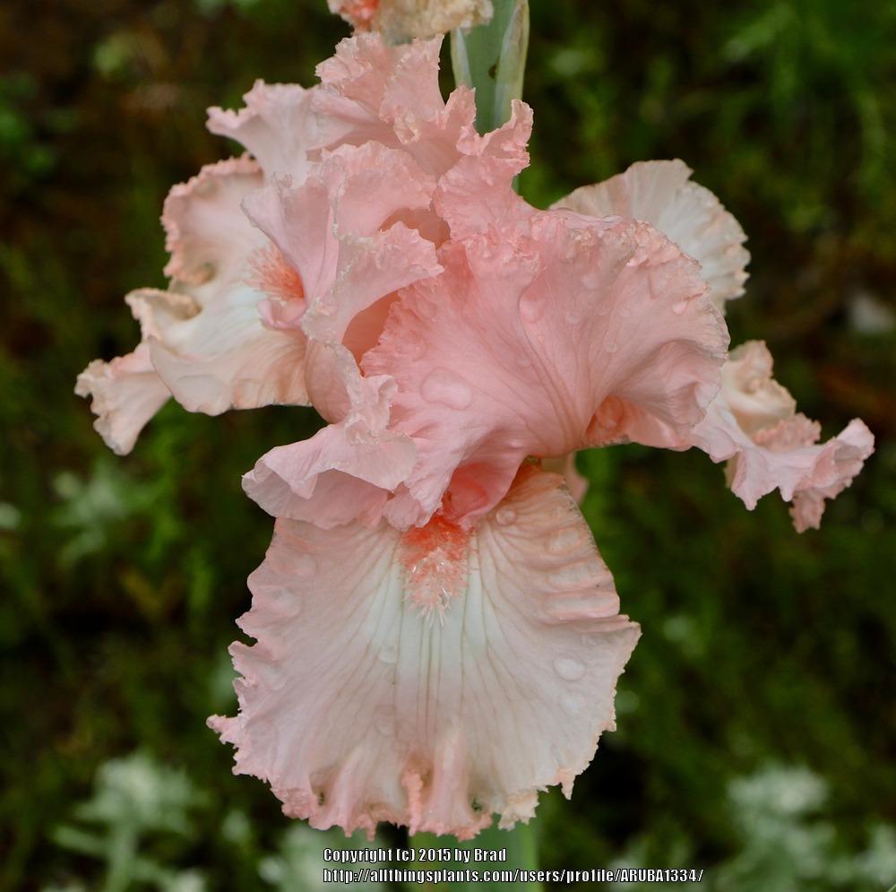 Photo of Tall Bearded Iris (Iris 'Taylor Louise') uploaded by ARUBA1334