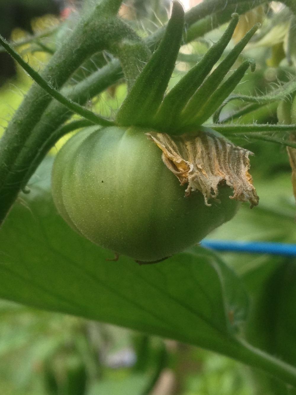 Photo of Tomato (Solanum lycopersicum 'Brandywine, Black') uploaded by Anderwood