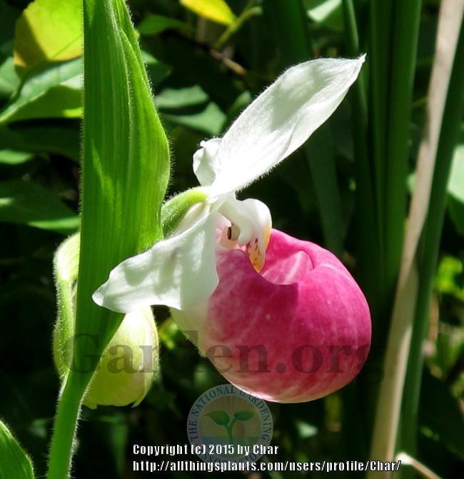 Photo of Showy Lady's Slipper Orchid (Cypripedium reginae) uploaded by Char