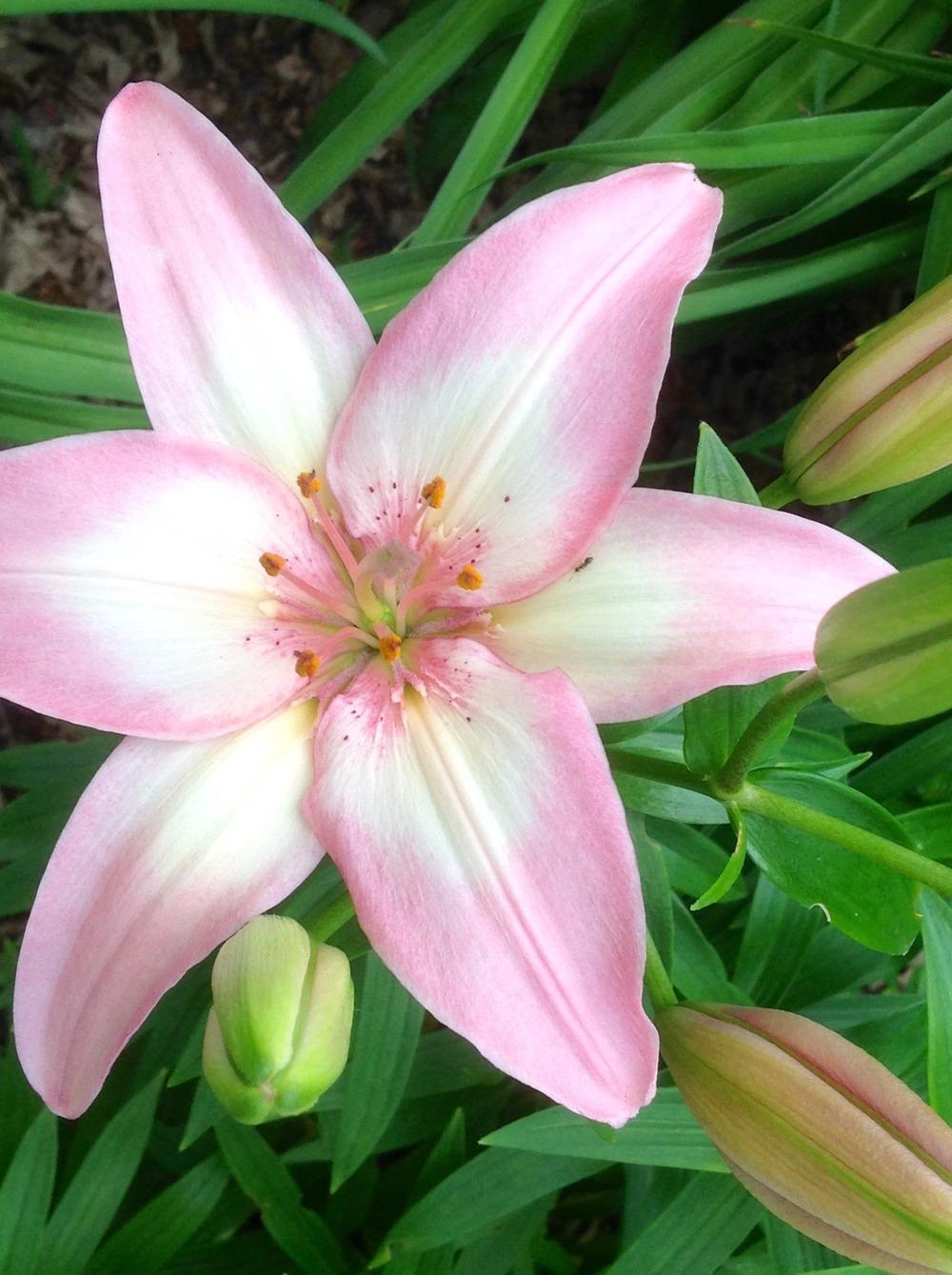 Photo of Lily (Lilium 'Tiny Todd') uploaded by Cookies4kids