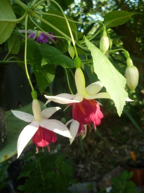 Photo of Lady's Eardrops (Fuchsia 'Aladna's Sanders') uploaded by Cvenol