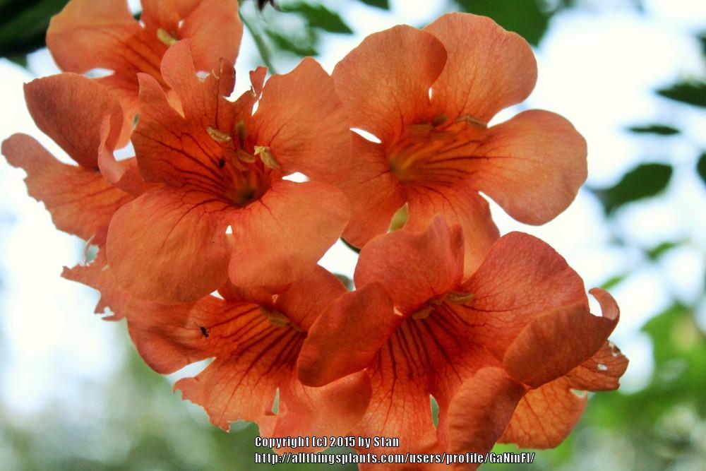 Photo of Trumpet Vine (Campsis radicans) uploaded by GaNinFl