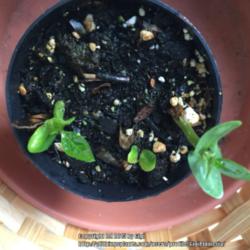 Location: Tampa, Florida
Date: June 2015
My first seedlings from my very own Dwarf Pink Singapore. Only 3 