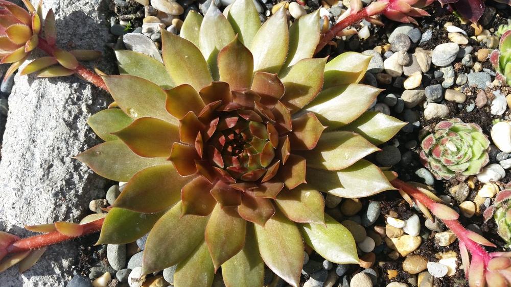 Photo of Hen and Chicks (Sempervivum 'Goldmarie') uploaded by Paddy