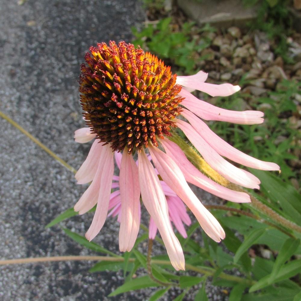 Photo of Tennessee Coneflower (Echinacea tennesseensis) uploaded by SongofJoy