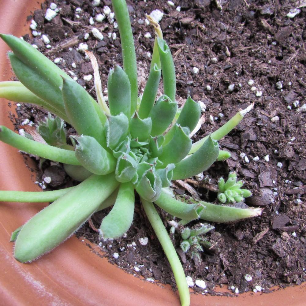 Photo of Hen and Chicks (Sempervivum 'Oddity') uploaded by SongofJoy