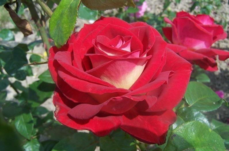 Photo of Rose (Rosa 'Bicolette') uploaded by admin