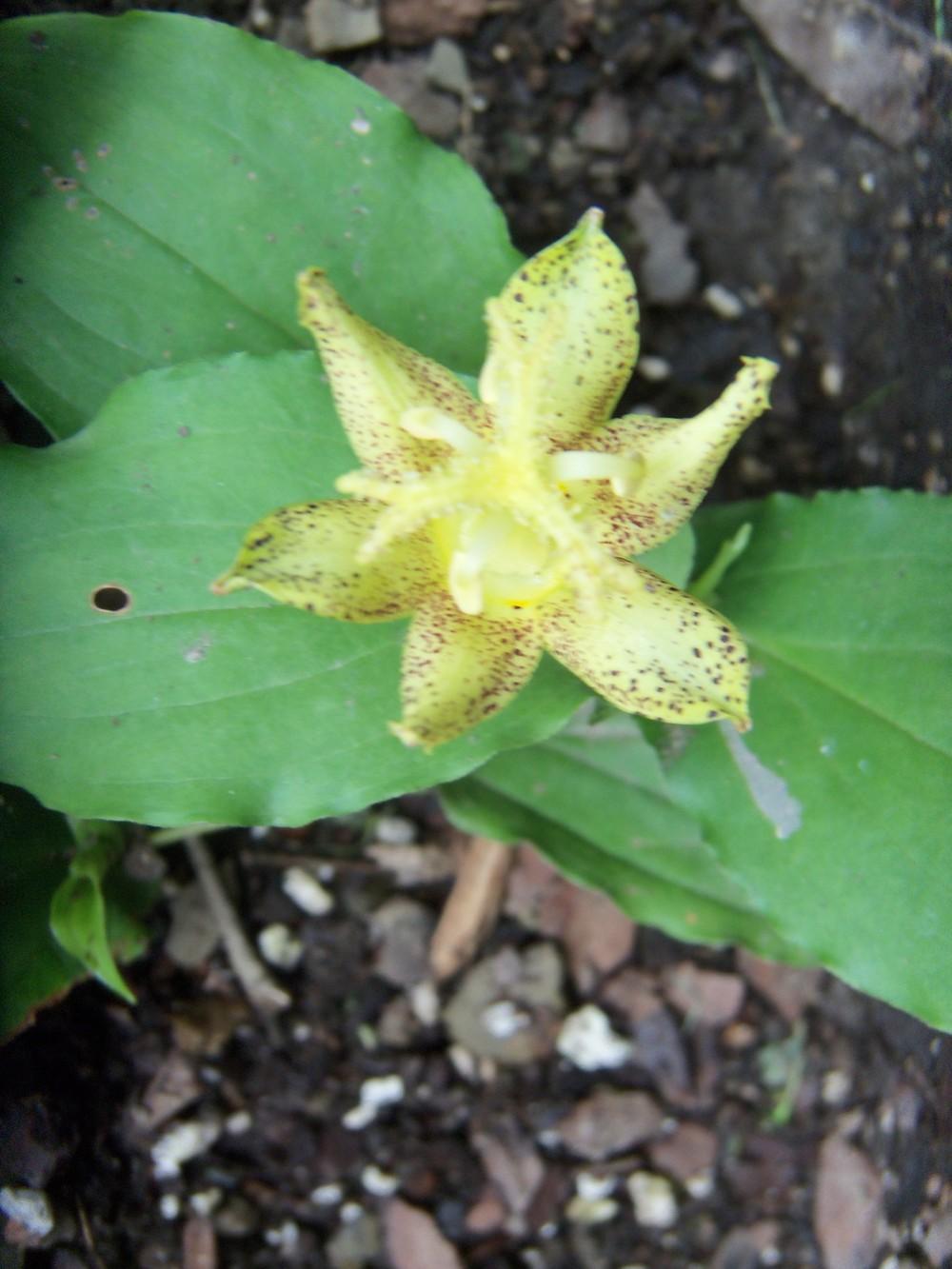 Photo of Toad Lily (Tricyrtis 'Golden Leopard') uploaded by obliqua