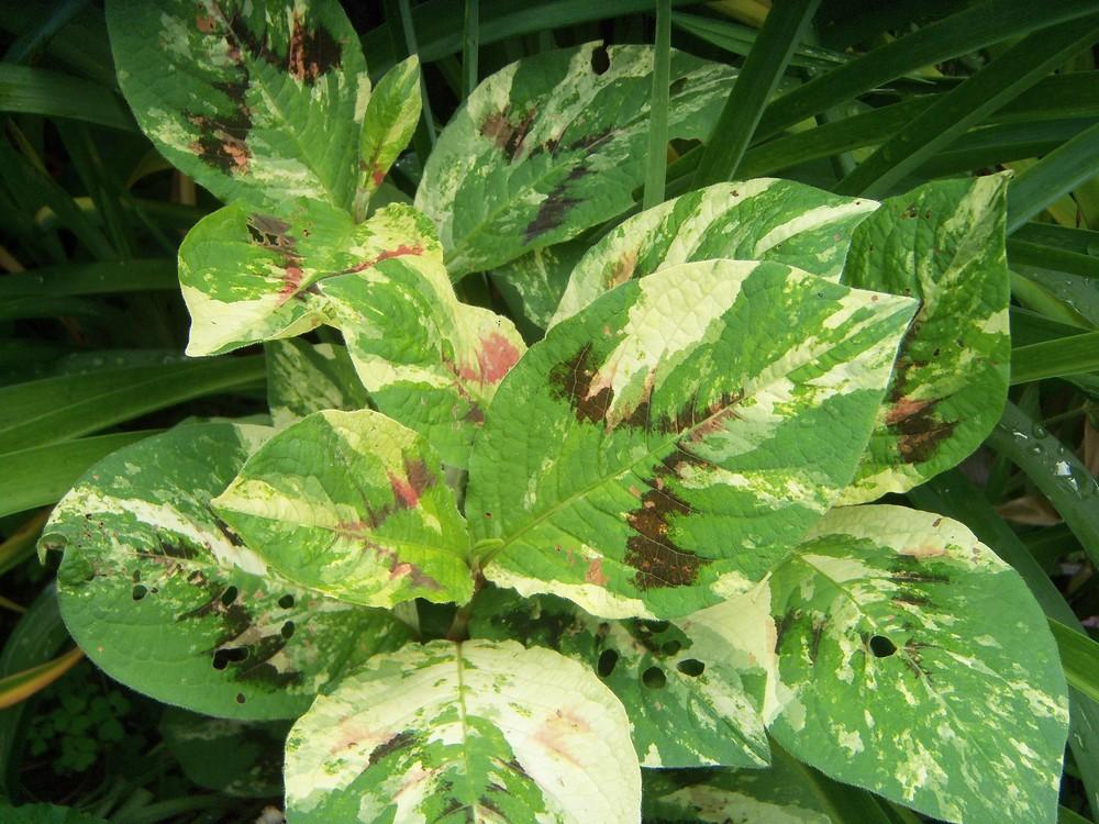 Photo of Variegated Knotweed (Persicaria virginiana 'Painter's Palette') uploaded by obliqua