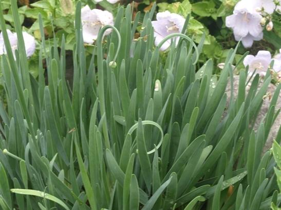 Photo of Circle Onion (Allium senescens 'Glaucum') uploaded by plantrob