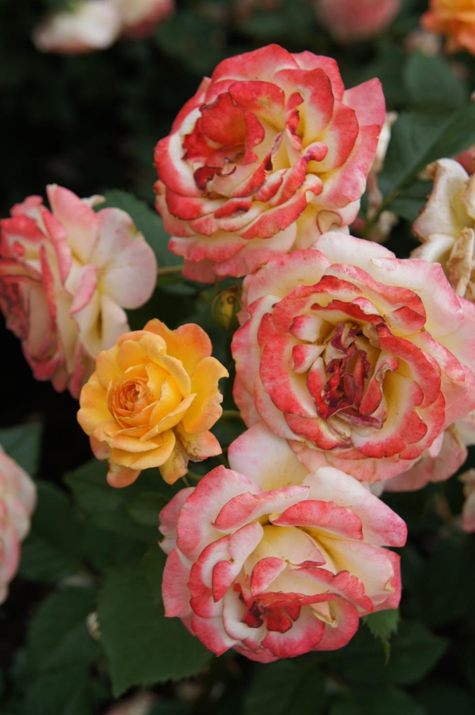 Photo of Rose (Rosa 'Gartenspass') uploaded by skylark