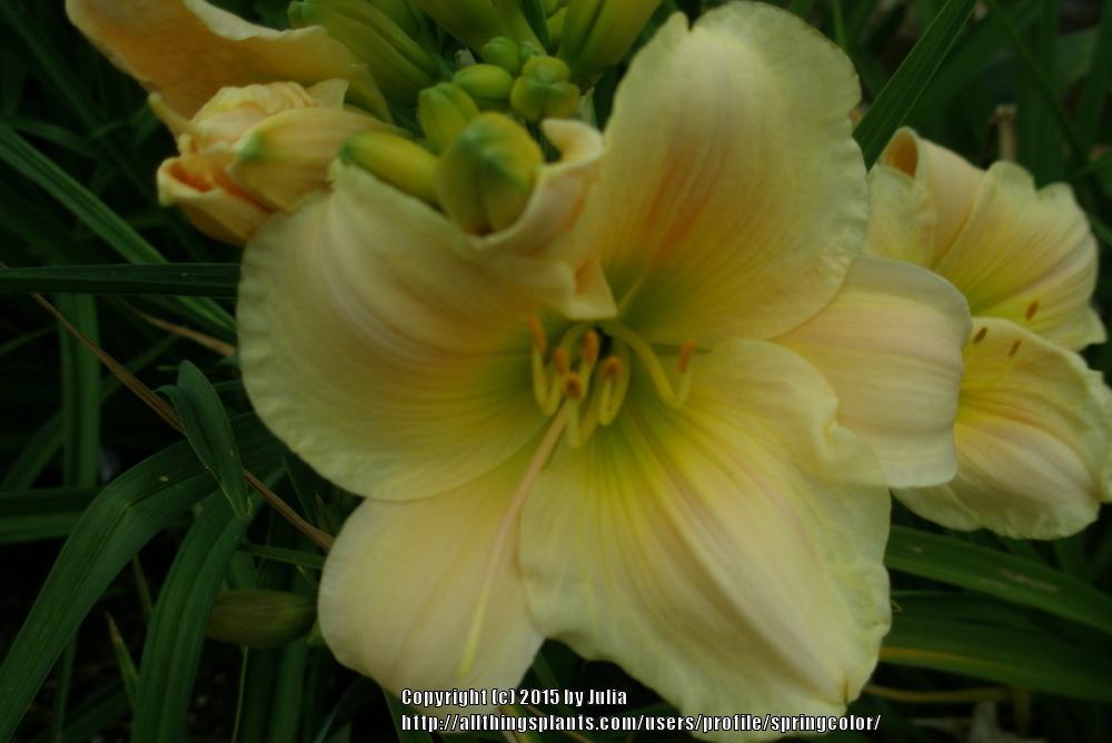 Photo of Daylily (Hemerocallis 'Swiss Mint') uploaded by springcolor