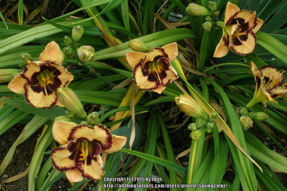 Photo of Daylily (Hemerocallis 'Special Candy') uploaded by springcolor