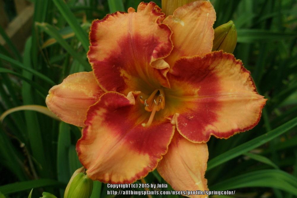Photo of Daylily (Hemerocallis 'Lillian's Clockwork Orange') uploaded by springcolor