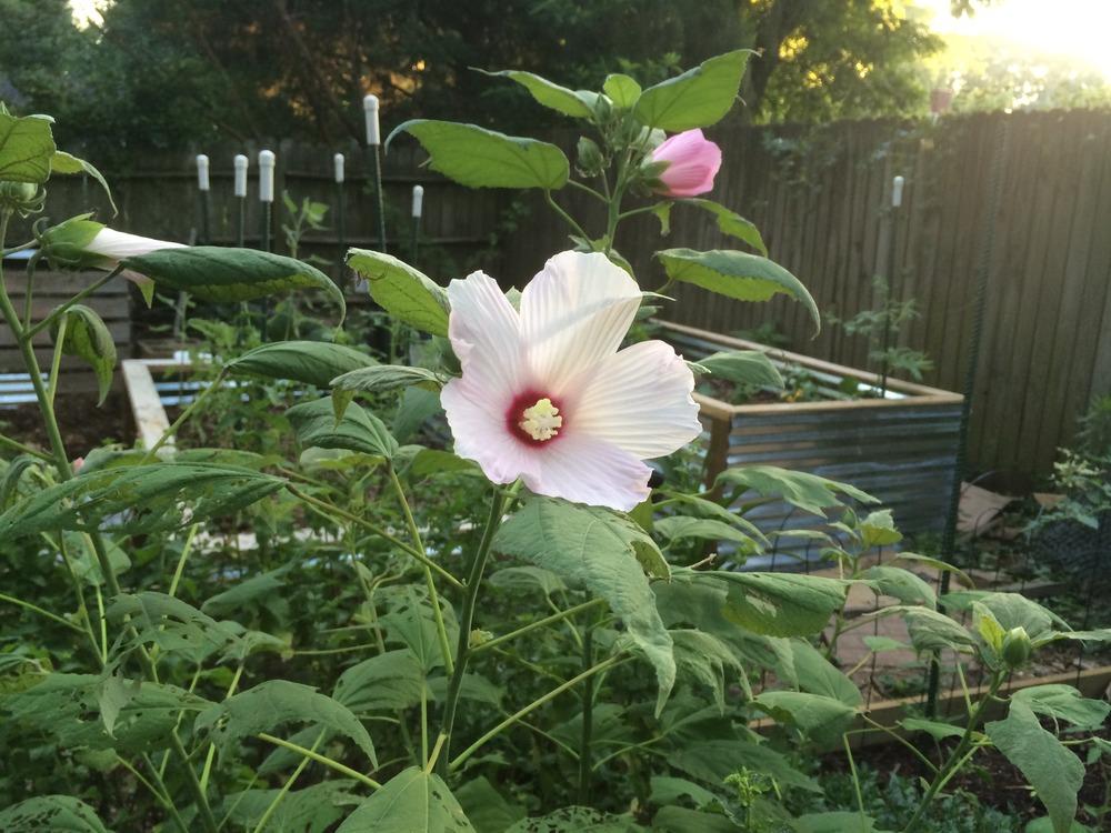 Photo of Hardy Hibiscus (Hibiscus moscheutos) uploaded by wayne