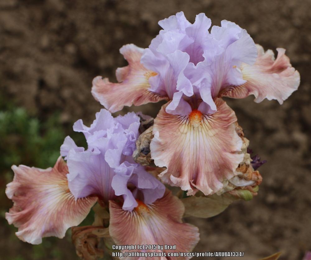 Photo of Tall Bearded Iris (Iris 'Sudden Bliss') uploaded by ARUBA1334