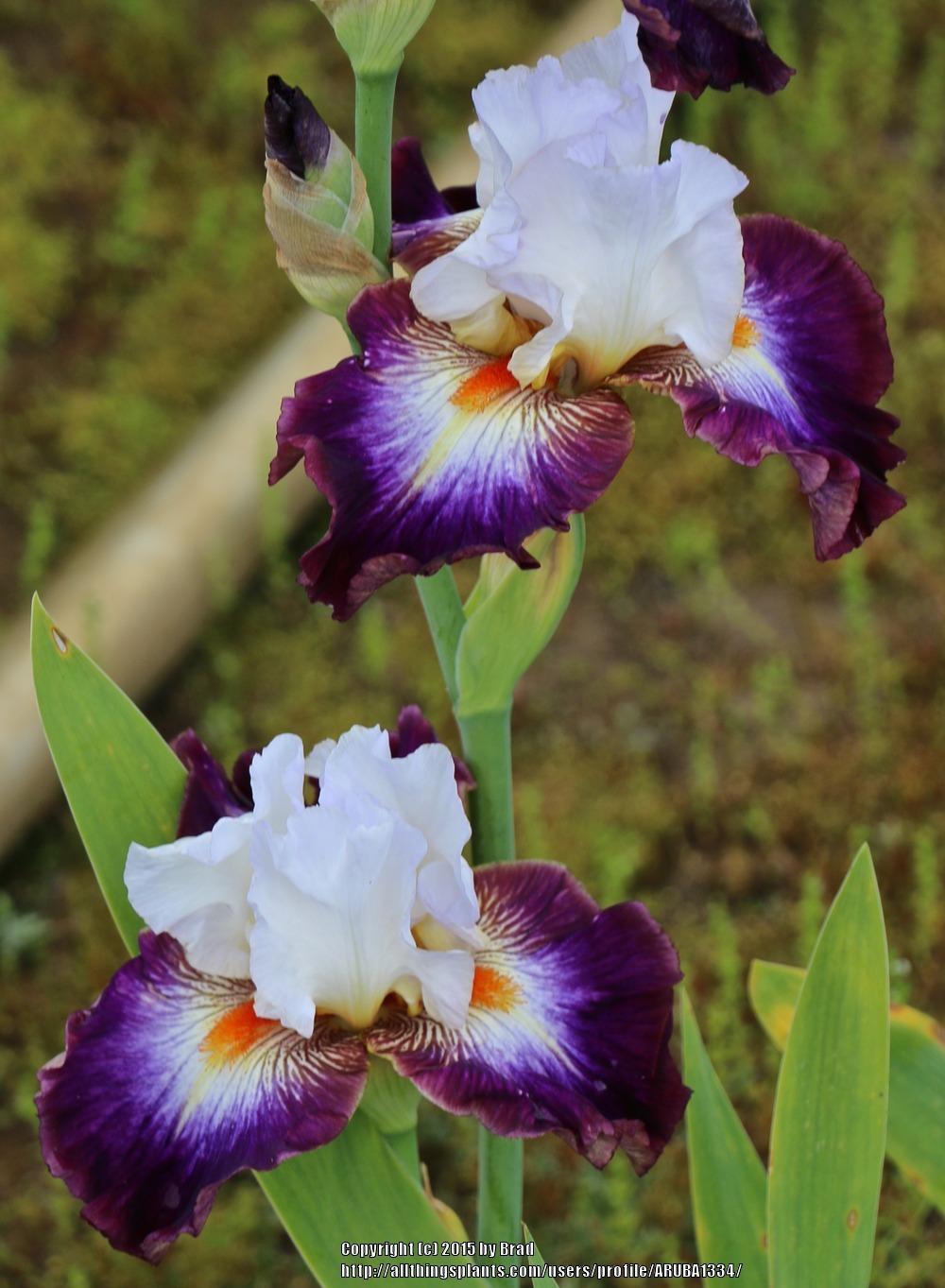 Photo of Tall Bearded Iris (Iris 'Mindful') uploaded by ARUBA1334