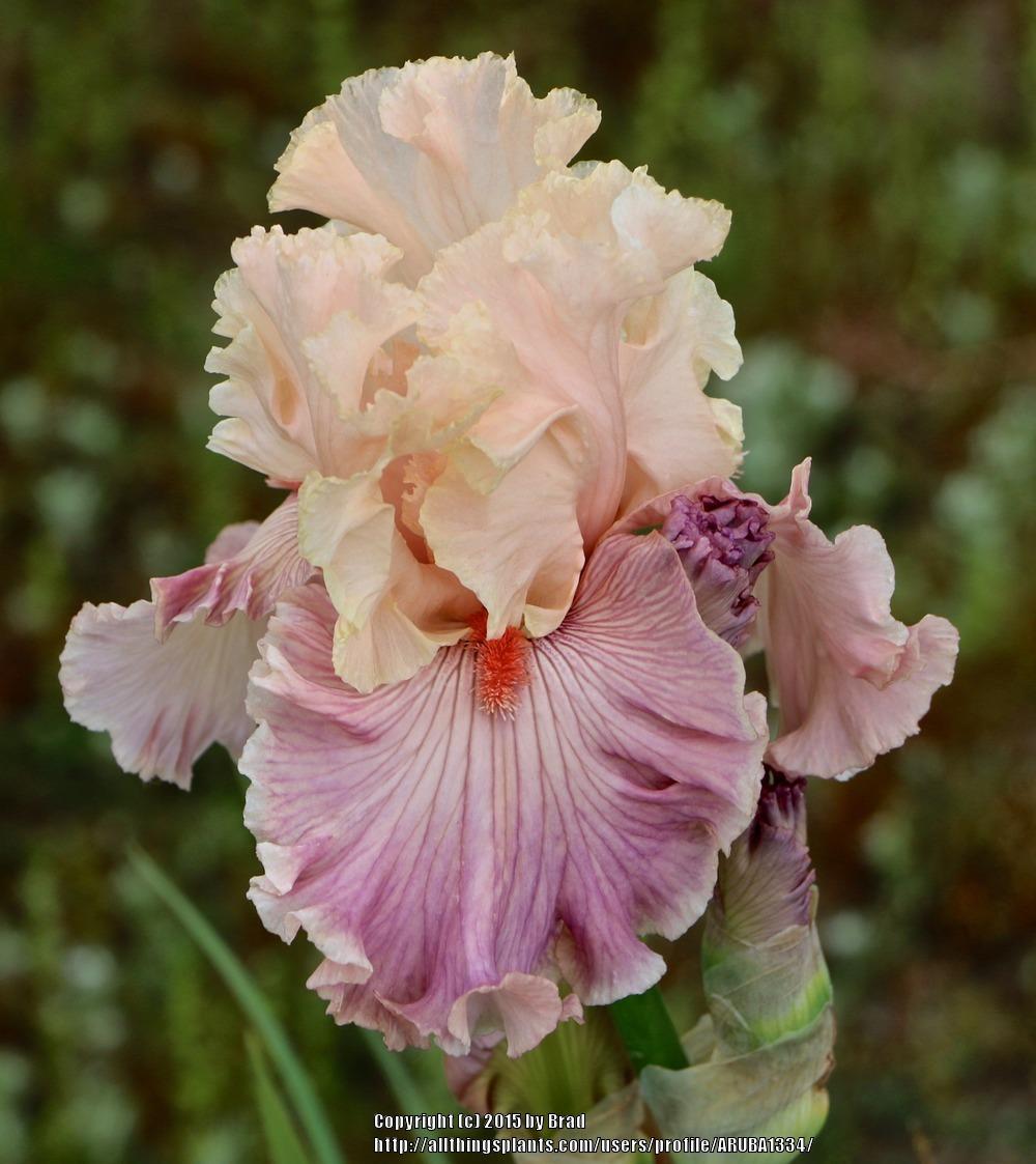 Photo of Tall Bearded Iris (Iris 'Cross My Heart') uploaded by ARUBA1334