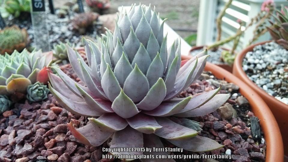 Photo of Hen and Chicks (Sempervivum 'Silverine') uploaded by TerriStanley