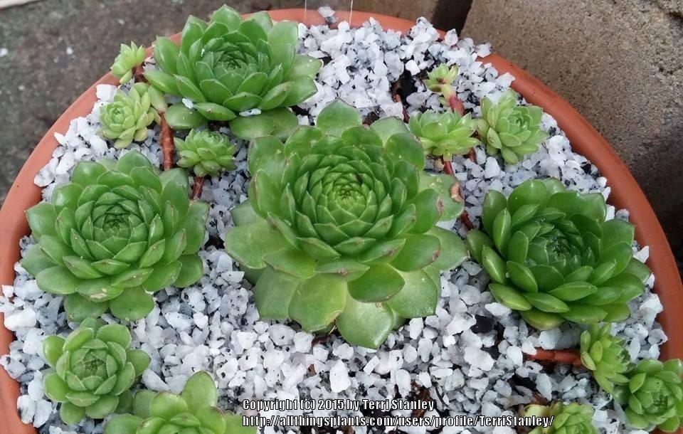 Photo of Hen and Chicks (Sempervivum 'Plastic') uploaded by TerriStanley
