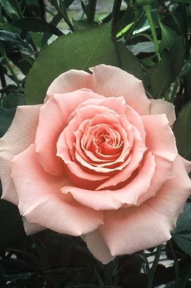 Photo of Rose (Rosa 'Rose Berkeley') uploaded by admin