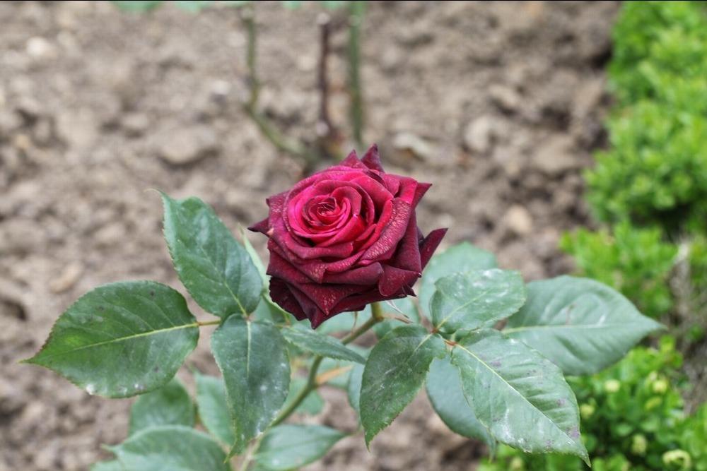 Photo of Rose (Rosa 'Black Baccara') uploaded by admin