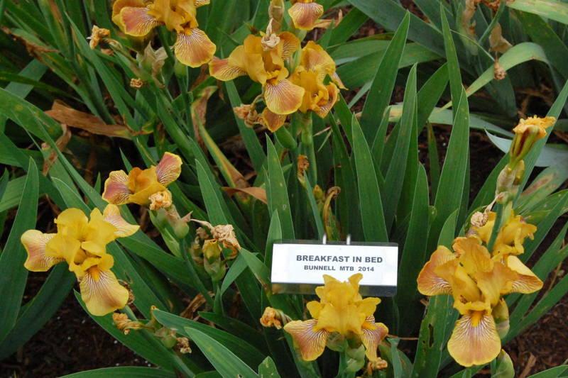 Photo of Miniature Tall Bearded Iris (Iris 'Breakfast in Bed') uploaded by coboro