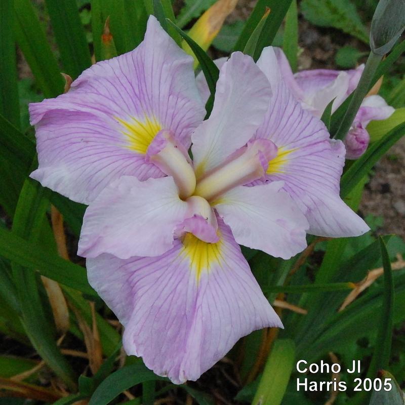 Photo of Japanese Iris (Iris ensata 'Coho') uploaded by coboro