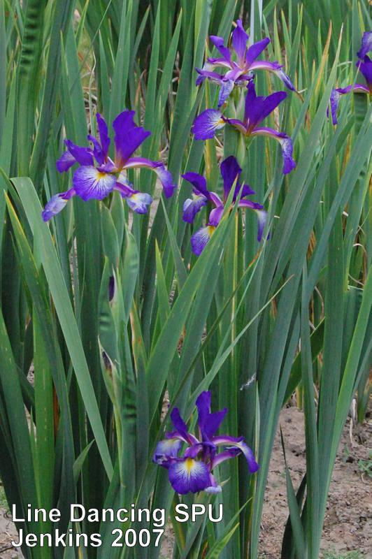 Photo of Spuria Iris (Iris 'Line Dancing') uploaded by coboro