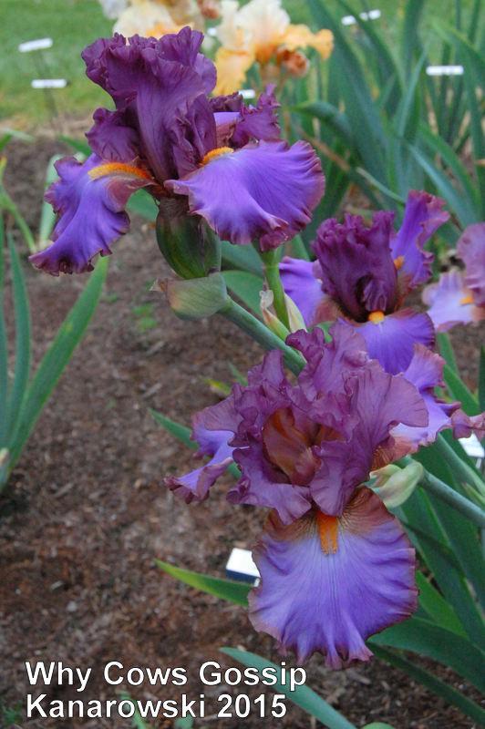 Photo of Tall Bearded Iris (Iris 'Why Cows Gossip') uploaded by coboro