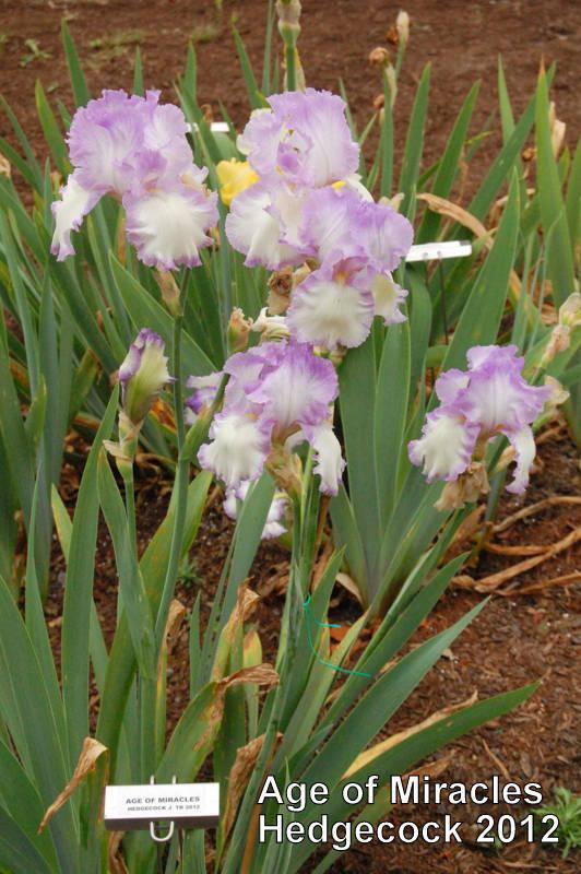 Photo of Tall Bearded Iris (Iris 'Age of Miracles') uploaded by coboro