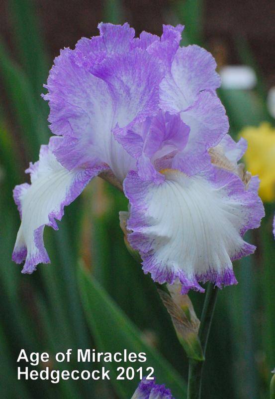 Photo of Tall Bearded Iris (Iris 'Age of Miracles') uploaded by coboro