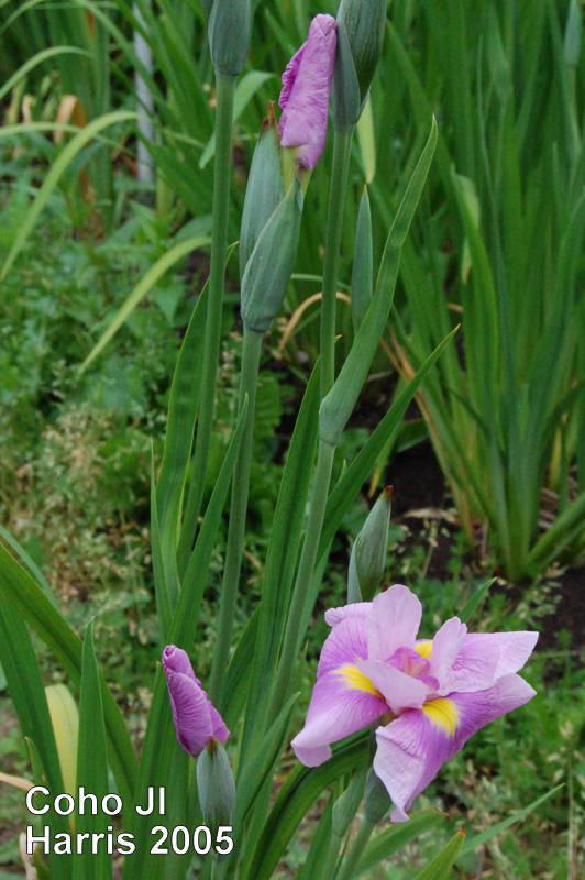 Photo of Japanese Iris (Iris ensata 'Coho') uploaded by coboro