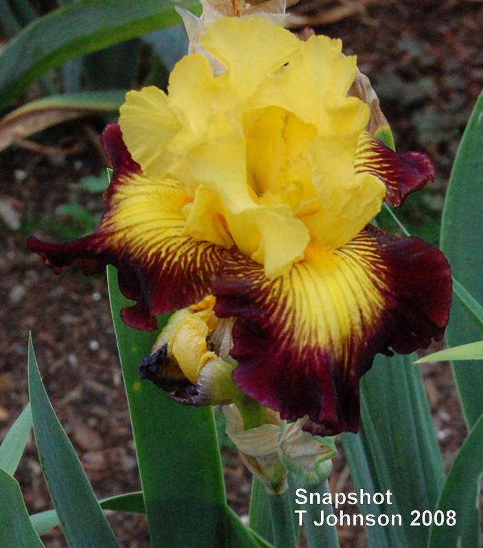 Photo of Tall Bearded Iris (Iris 'Snapshot') uploaded by coboro